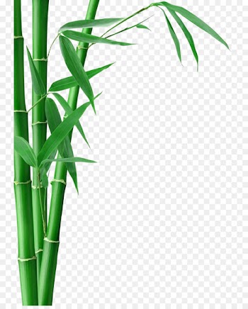 Bamboo Forest Fargesia murielae Bamboo textile Bamboo charcoal - Bamboo Bamboo 