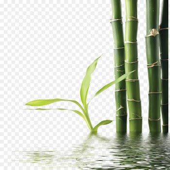 Bamboo Green Download - Bamboo 