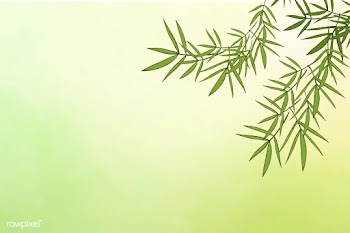 Bamboo leaf background | Free stock vector - 599634