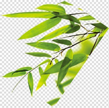 Bamboo Leaf Bamboe, Bamboo leaves transparent background PNG clipart