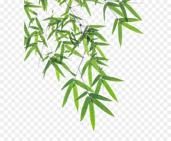 Bamboo Leaf Euclidean vector - Bamboo pictures 
