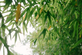Bamboo Leaves