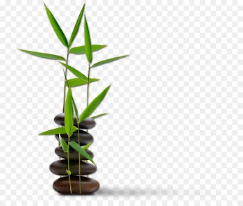 Bamboo massage Feng shui for dummies Spa - bamboo 