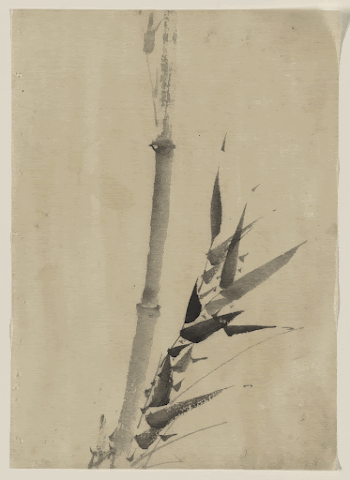 [Bamboo]. Original from the Library | Free Photo - rawpixel