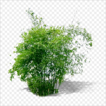 Bamboo Plant Green - plant 