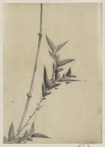 [Bamboo shoots]. Original from the Library | Free Photo - rawpixel