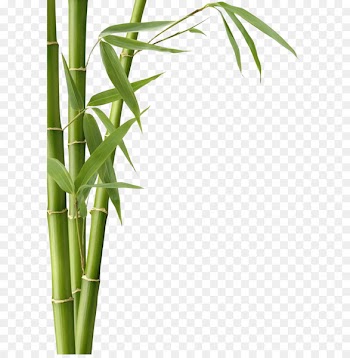 Bamboo textile Bamboo charcoal Leaf Fargesia murielae - bamboo 