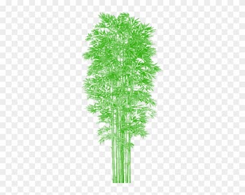Bamboo Tree Clipart Vector Png, Tree Png Plan, Tree - Bamboo Tree