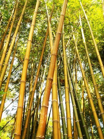 Bamboo Tree during Daytime
