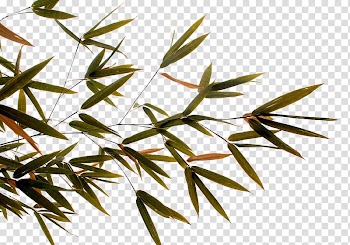 Bamboo Twig Leaf, Hand-painted bamboo leaves transparent background PNG clipart