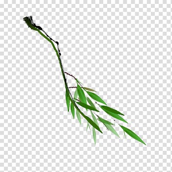 Bamboo Watercolor painting Ink wash painting, Beautiful bamboo transparent background PNG clipart