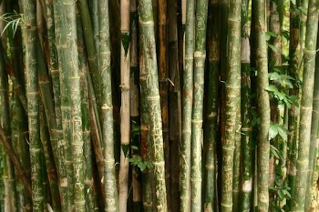 Bamboo With Engravings