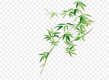 Bambusodae Chinese painting Bamboo painting - Vector bamboo 