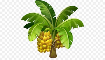 Banana 