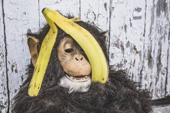Banana &amp; Chimpanzee Free Photo 