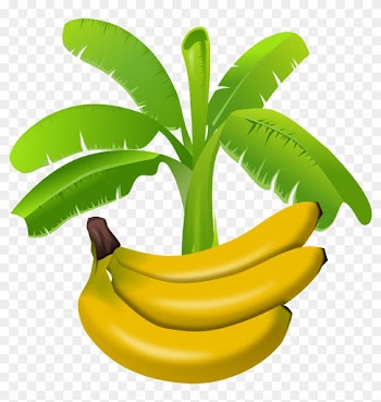 Banana - Banana Tree Clipart Png