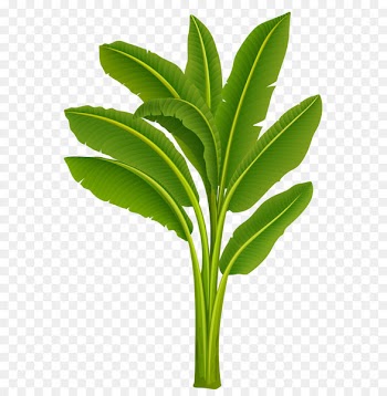 Banana Clip art - Exotic Tree PNG Image 
