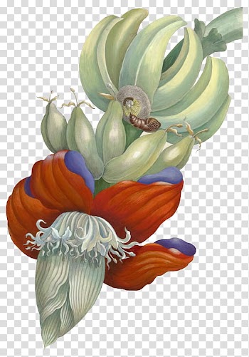 Banana fruit artwork transparent background PNG clipart