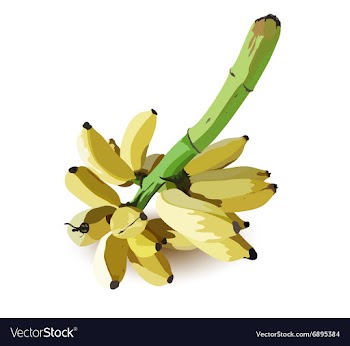 Banana fruit vector image