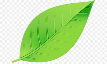 Banana leaf