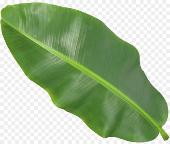 Banana leaf -  