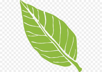 Banana leaf