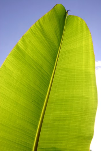 Banana leaf against blue sky