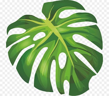 Banana leaf Arecaceae - banana 