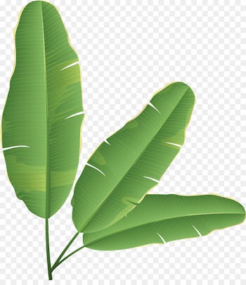Banana leaf Banana bread Clip art - Banana leaves 