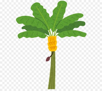 Banana leaf Banana leaf Fruit Tree - banana 