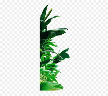 Banana leaf Banana leaf - Green banana leaf 