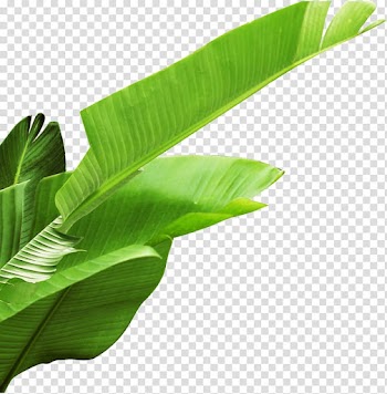 Banana leaf, Banana leaves, green banana leaf transparent background PNG clipart