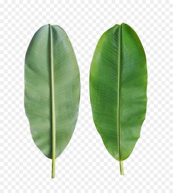 Banana leaf Bánh tét - Banana leaves are on the back 