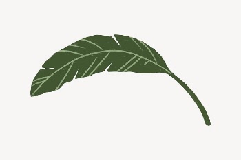 Banana leaf, botanical illustration collage | Free Vector - rawpixel