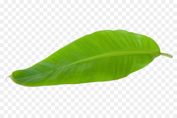 Banana Leaf Clipart png download - 1000*666 - Free Transparent ...