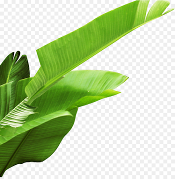 Banana Leaf Clipart png download - 2854*2895 - Free Transparent ...