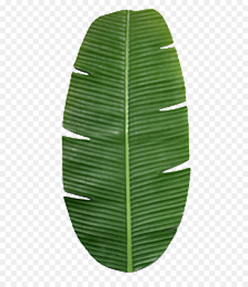 Banana Leaf Clipart png download - 512*1024 - Free Transparent ...