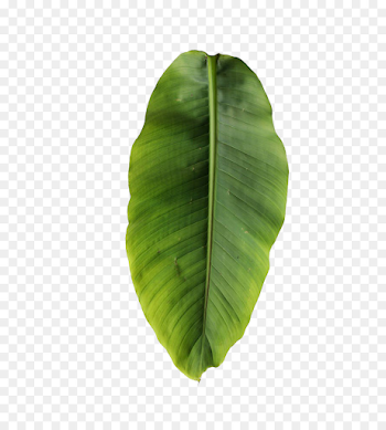 Banana Leaf Clipart png download - 666*1000 - Free Transparent ...