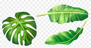 Banana Leaf Euclidean Vector Illustration Vector Hand - Banana Leaf Vector Png