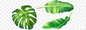 Banana leaf Euclidean vector Illustration - Vector hand-painted green leaves 