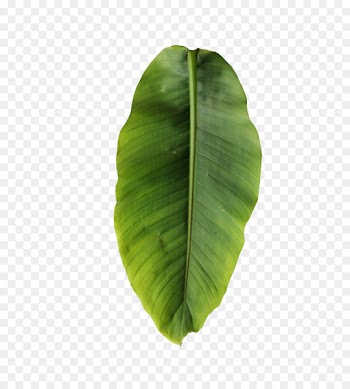 Banana leaf Musa basjoo Clip art - Banana leaves 
