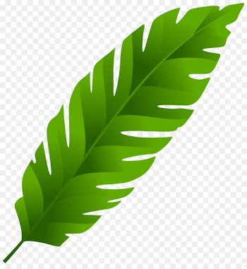 Banana leaf Palm-leaf manuscript Clip art - leafs 
