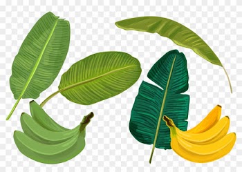 Banana Leaf - Palm Leaves - Free Vector Banana Leaf