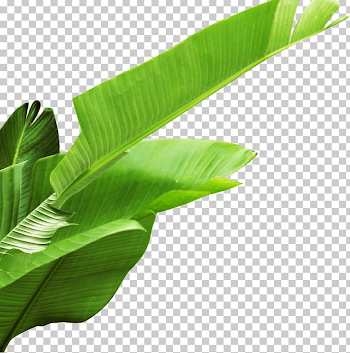 Banana Leaf PNG, Clipart, Autumn Leaves, Banana, Banana Le ...