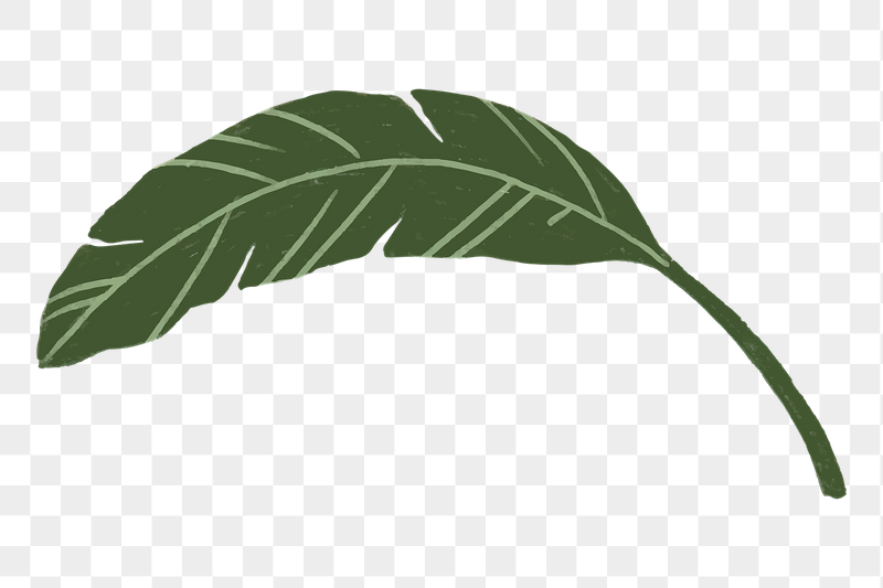 Banana leaf png sticker, botanical | Free PNG - rawpixel