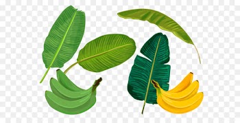 Banana leaf Sadhya - Vector green banana banana leaf 