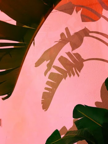 Banana leaves and their shadow on the wall