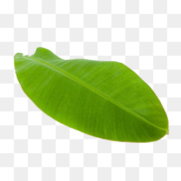 Banana Leaves PNG Images | Vector and PSD Files | Free Download on ...