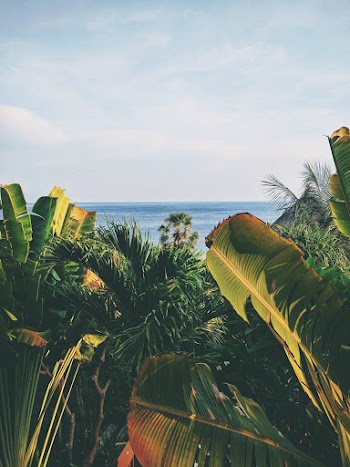 Banana Plant Near Body of Water