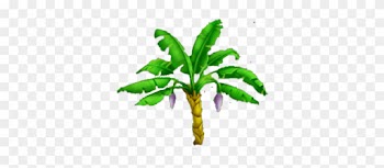 Banana Tree - Banan Tree Png